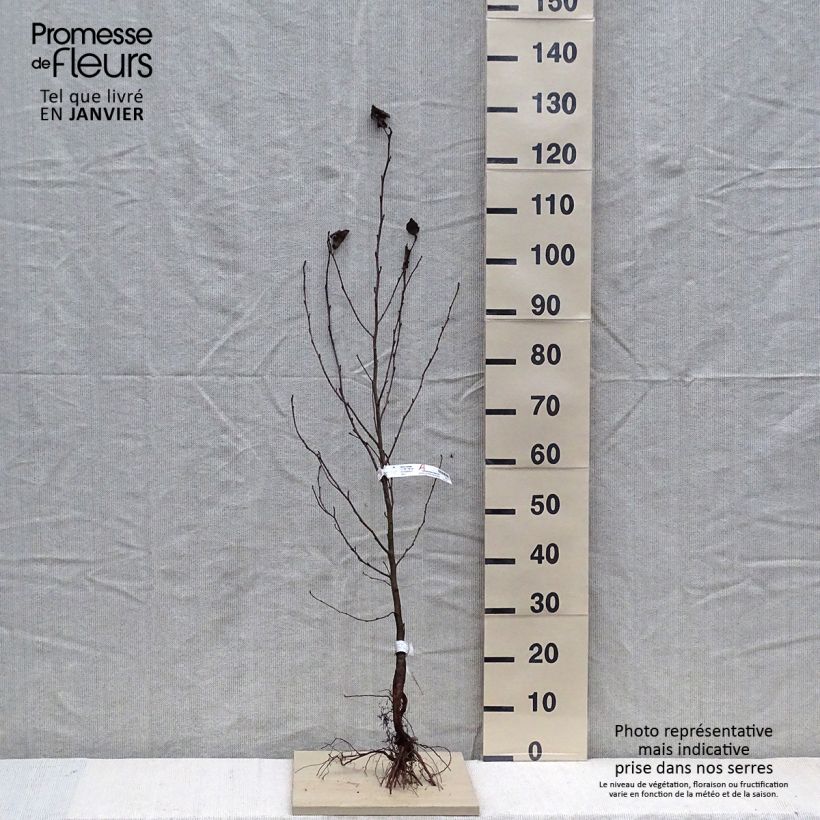 Example of Alnus cordata - Hartbladige els Naakte wortel as you get in hiver