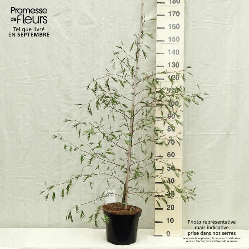 Exemplaar van Alnus glutinosa Imperialis - Zwarte els Pot van 7,5 l/10 l zoals geleverd in de herfst