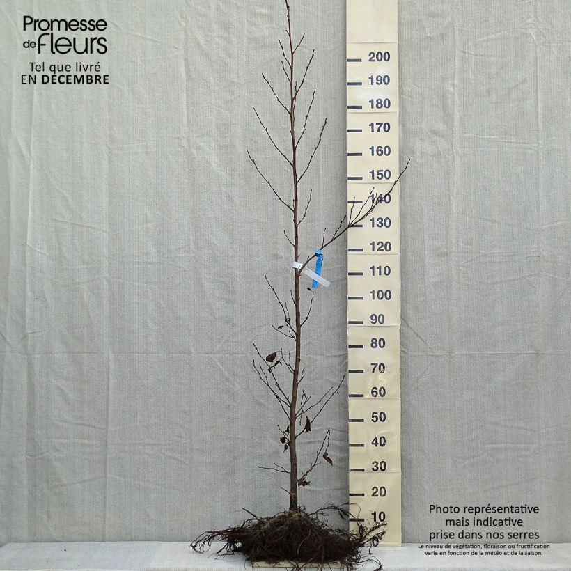 Exemplaar van Alnus glutinosa - Zwarte els Naakte wortel zoals geleverd in de winter