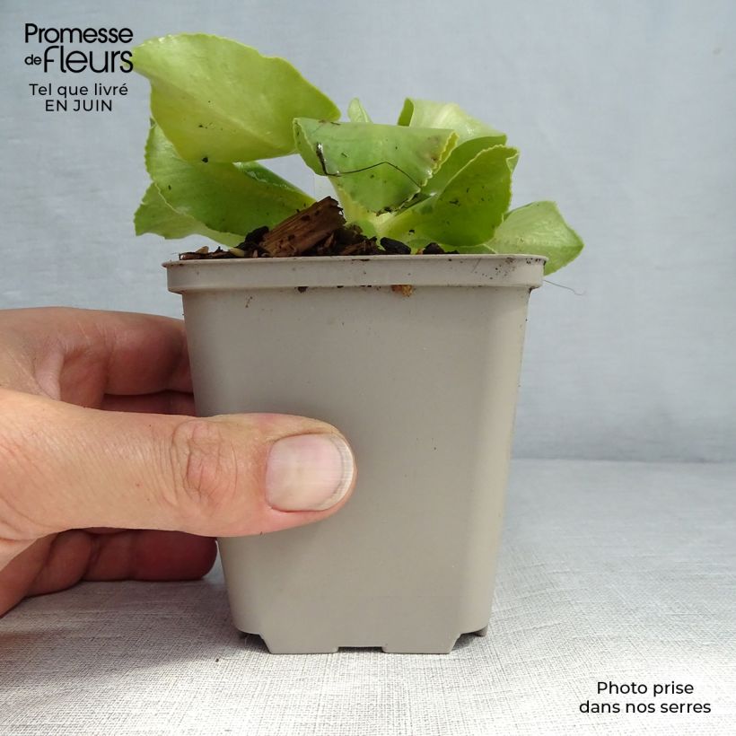 Exemplaar van Primula pubescens - Tuinaurikel Kweekpotje van 8/9 cm zoals geleverd in de zomer