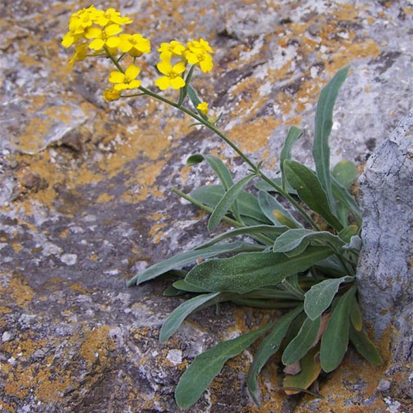 Alyssum saxatilis Goldkugel - Rotsschildzaad (Groeiplaats)