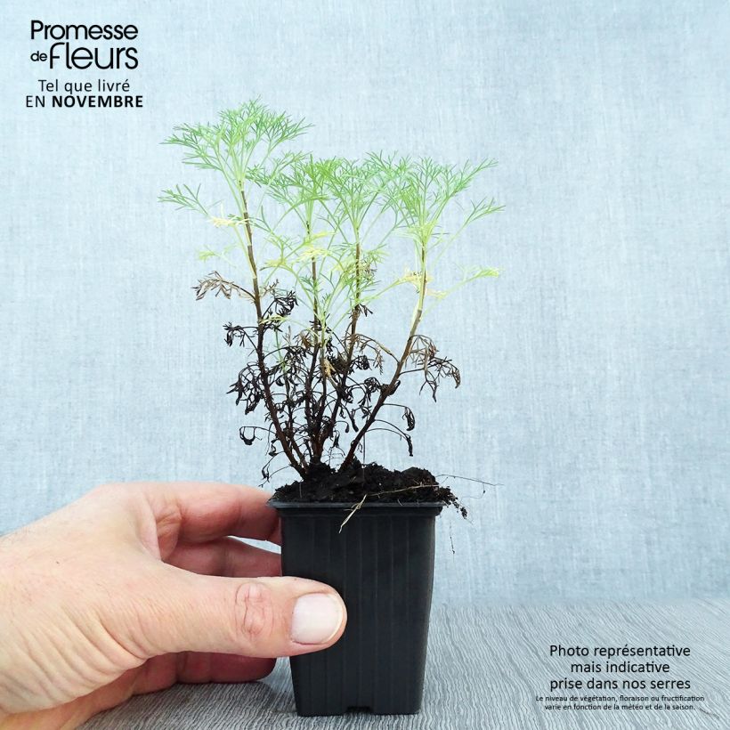 Exemplaar van Artemisia abrotanum - Citroenkruid Kweekpotje van 7/8 cm zoals geleverd in de herfst