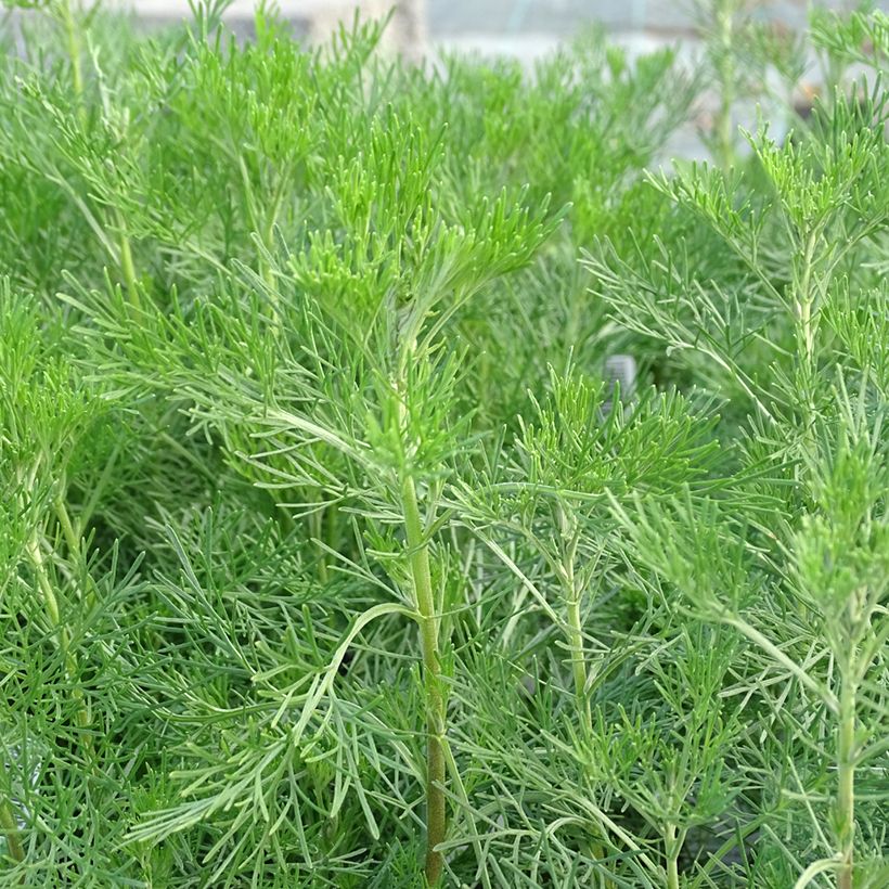 Artemisia abrotanum - Citroenkruid (Blad)
