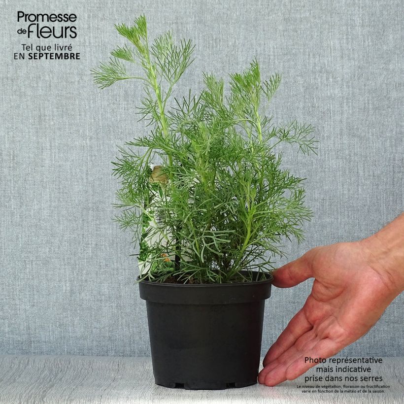 Exemplaar van Artemisia abrotanum - Citroenkruid Pot van 1,5 l/2 l zoals geleverd in de herfst