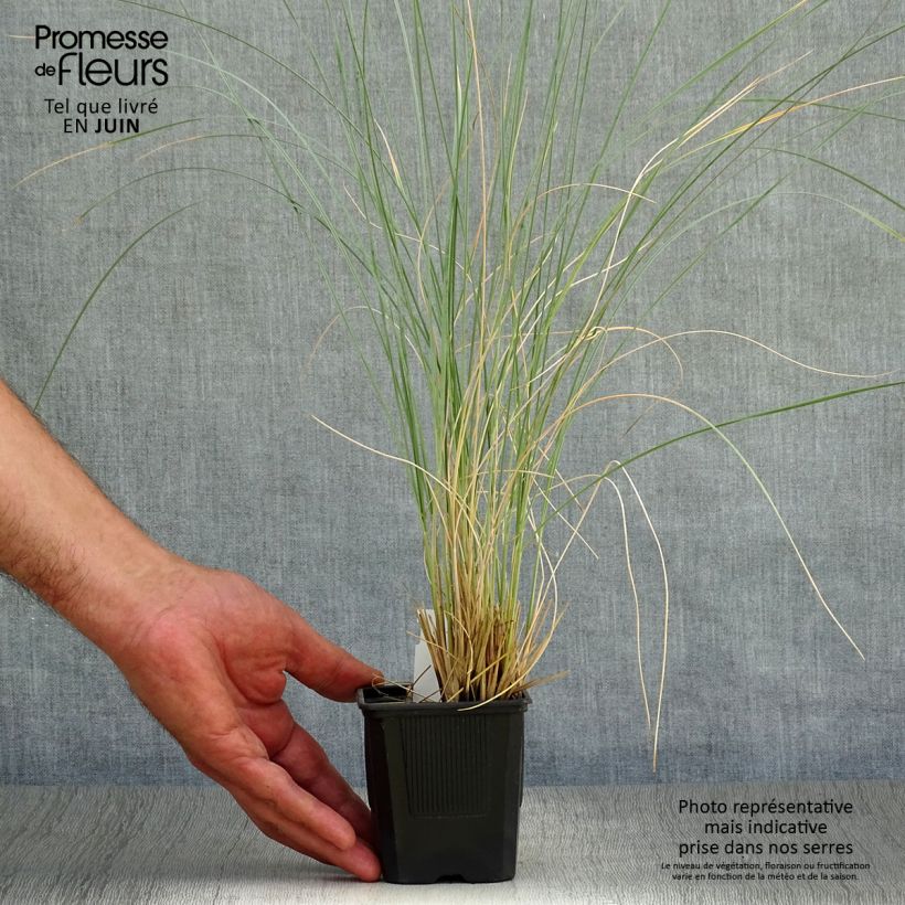 Exemplaar van Sierhaver Pendula - Helictotrichon sempervirens Kweekpotje van 8/9 cm zoals geleverd in de zomer