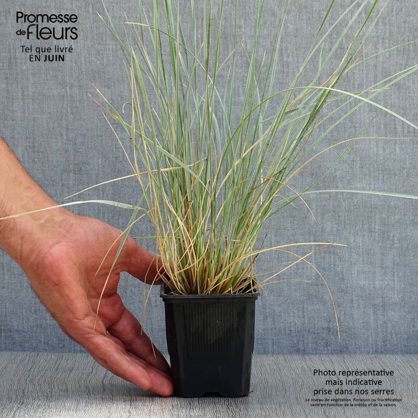 Exemplaar van Helictotrichon sempervirens - Sierhaver Kweekpotje van 8/9 cm zoals geleverd in de zomer