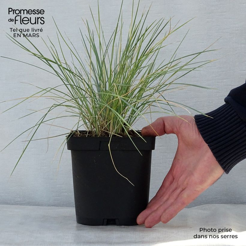 Example of Helictotrichon sempervirens - Sierhaver Pot van 2 l/3 l as you get in printemps