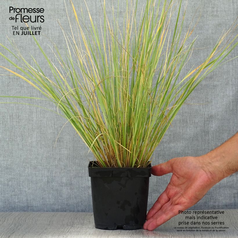 Exemplaar van Helictotrichon sempervirens - Sierhaver Pot van 2 l/3 l zoals geleverd in de zomer