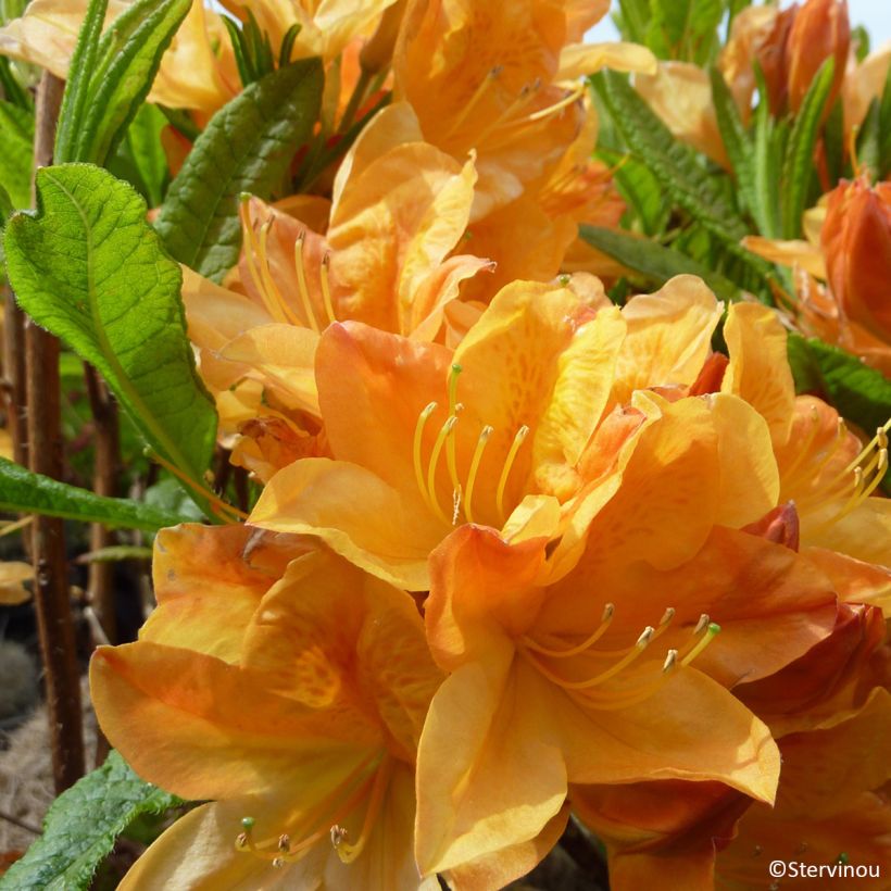 Azalée de Chine Hortulanus H Witte - Azalea mollis (Bloei)