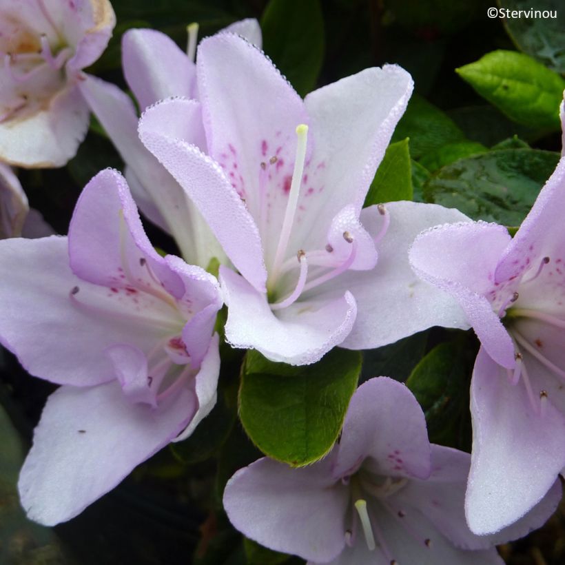 Azalée du Japon Rêve de Lilas - Rhododendron hybride (Bloei)