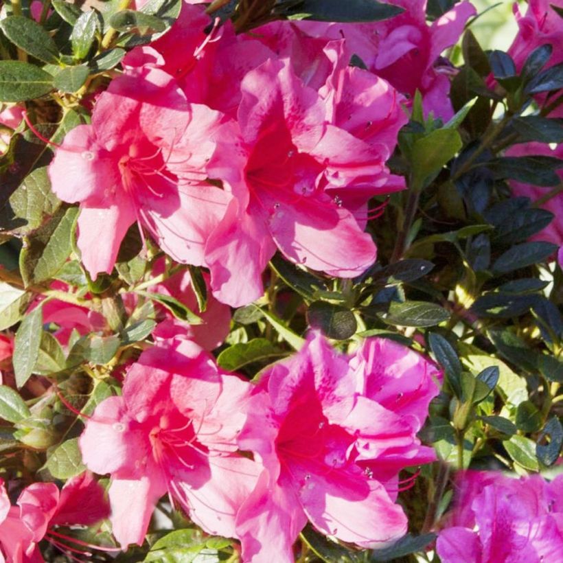 Rhododendron ENCORE Carnival - Japanse azalea (Bloei)