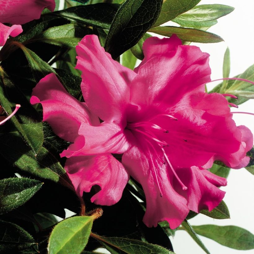Rhododendron japonica ENCORE Sundance - Japanse azalea (Bloei)