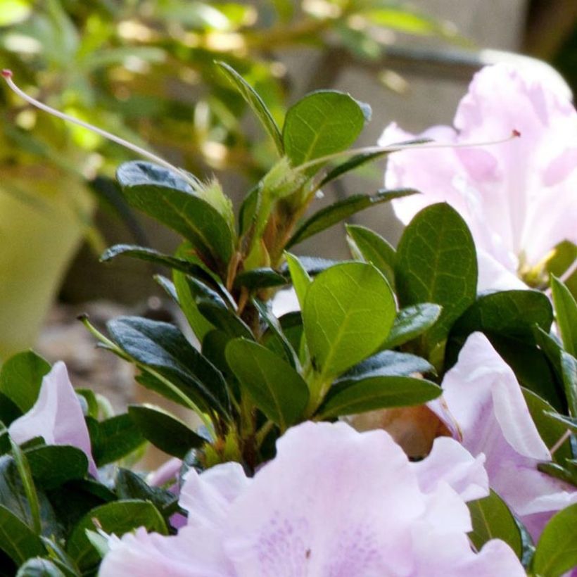 Rhododendron japonica ENCORE Sweetheart - Japanse azalea (Blad)