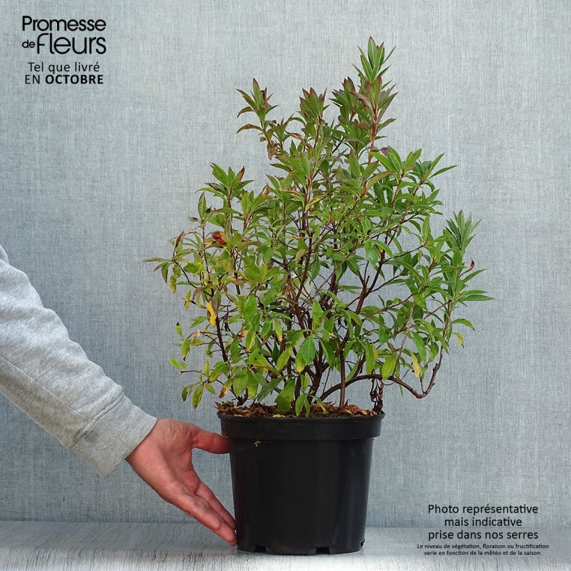 Exemplaar van Rhododendron canescens - Azalea Pot van 4 l/5 l zoals geleverd in de herfst