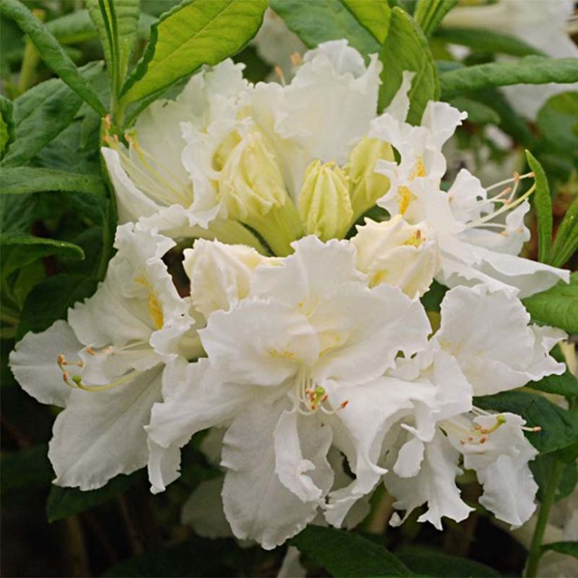 Rhododendron mollis White Frills - Chinese azalea (Bloei)