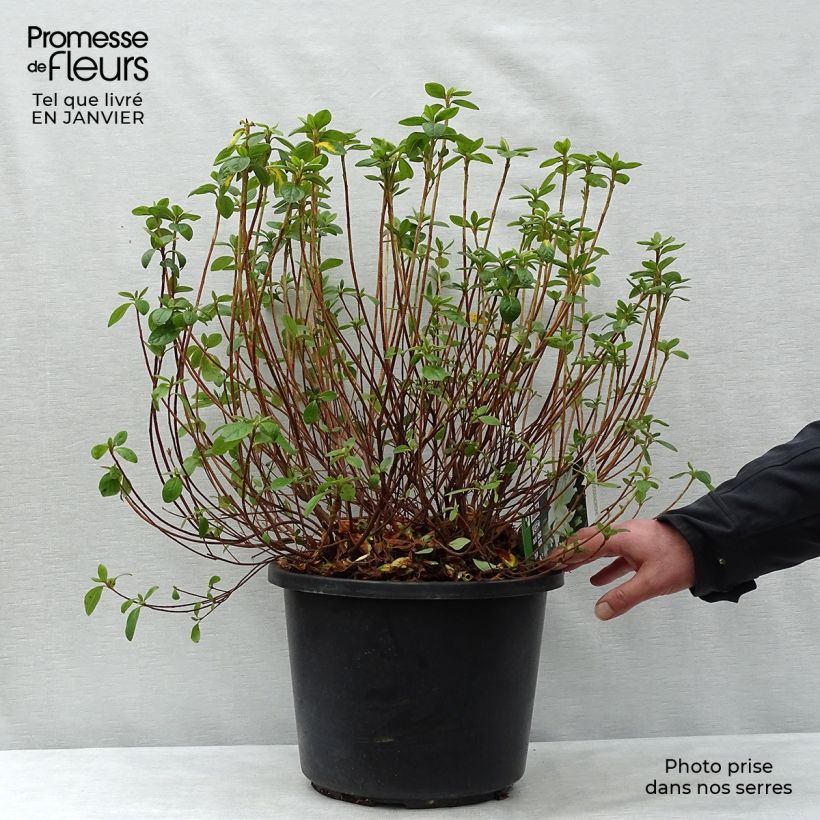 Example of Rhododendron Palestrina - Japanse azalea Pot van 12 l/15 l as you get in hiver