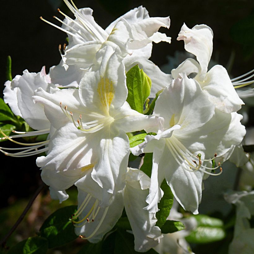 Rhododendron Oxydol - Azalea mollis (Bloei)