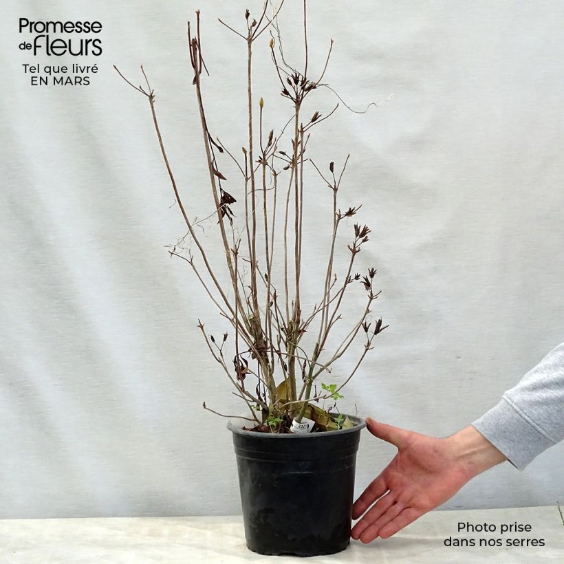 Exemplaar van Rhododendron Satan - Bladverliezende azalea Pot van 4 l/5 l zoals geleverd in de lente