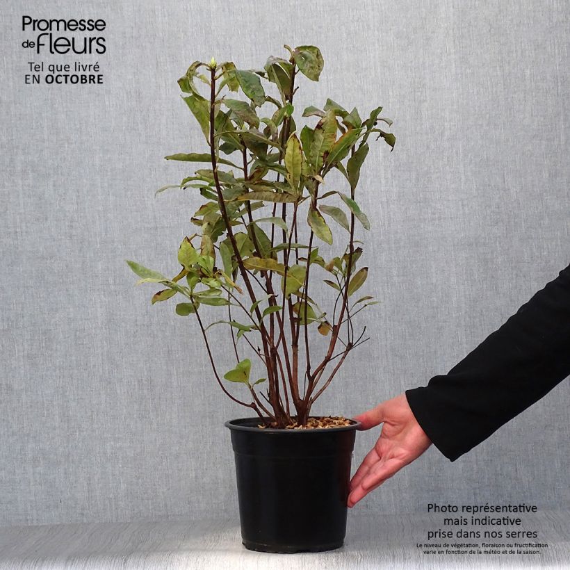 Exemplaar van Rhododendron mollis Glowing Embers - Bladverliezende azalea Pot van 4 l/5 l zoals geleverd in de herfst