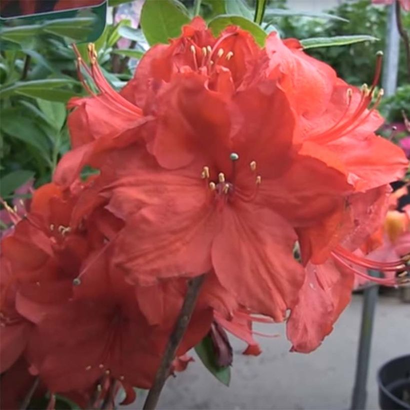 Rhododendron Satan - Bladverliezende azalea (Bloei)