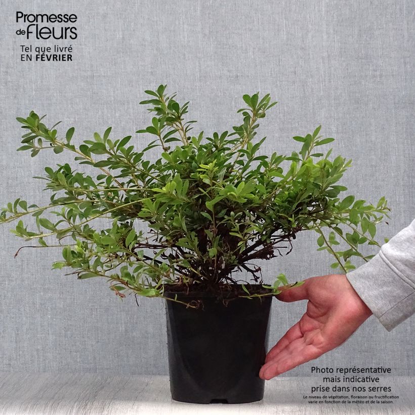 Exemplaar van Rhododendron nakaharae Pink Cascade - Wintergroene Azalea Pot van 2 l/3 l zoals geleverd in de herfst