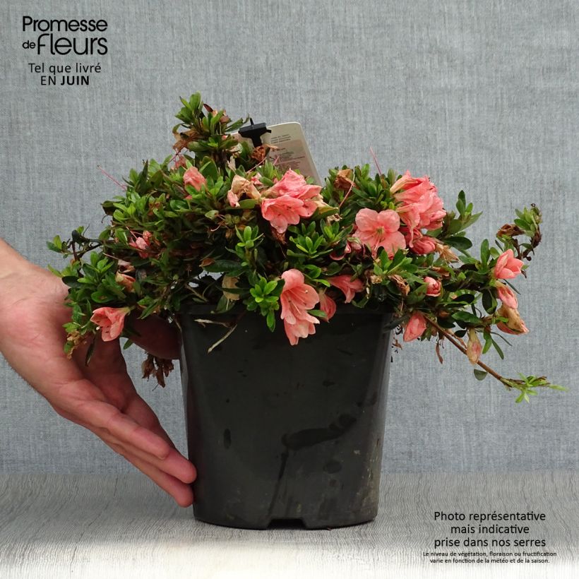 Exemplaar van Rhododendron nakaharae Pink Cascade - Wintergroene Azalea Pot van 2 l/3 l zoals geleverd in de zomer