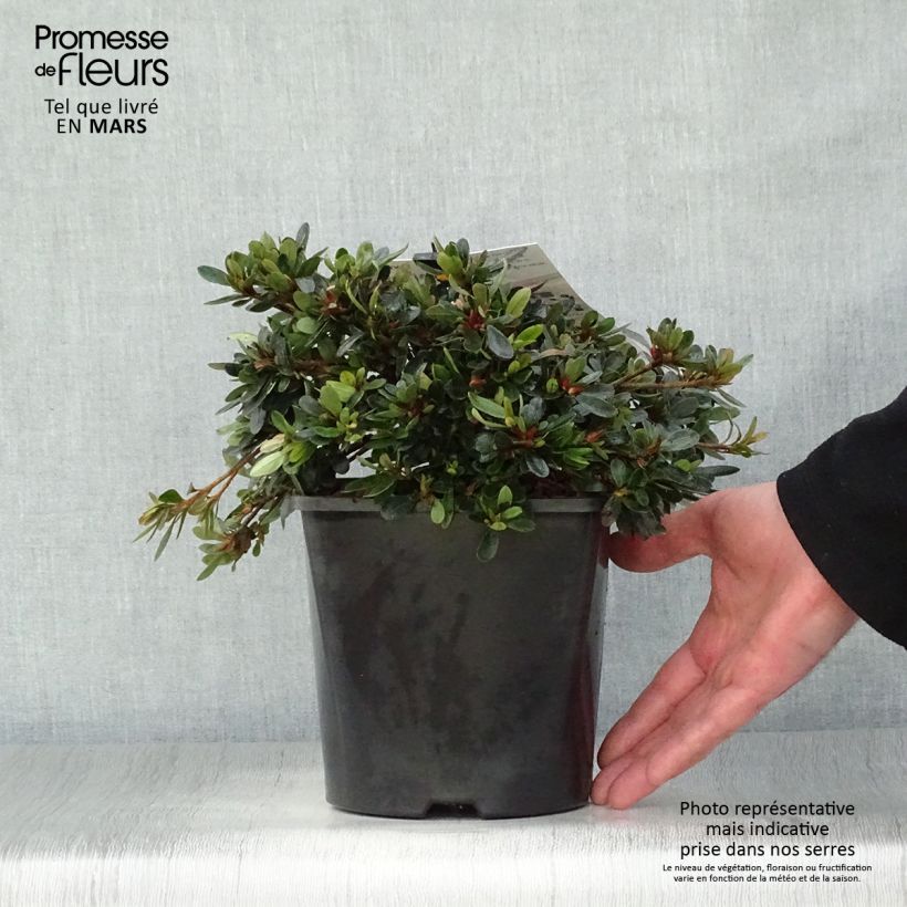 Example of Rhododendron nakaharae Pink Cascade - Wintergroene Azalea Pot van 2 l/3 l as you get in printemps