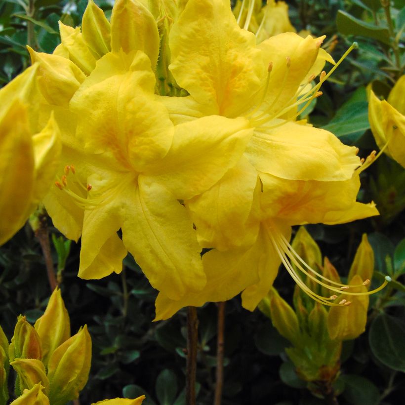Rhododendron occidentale Anneke - Azalea mollis (Bloei)