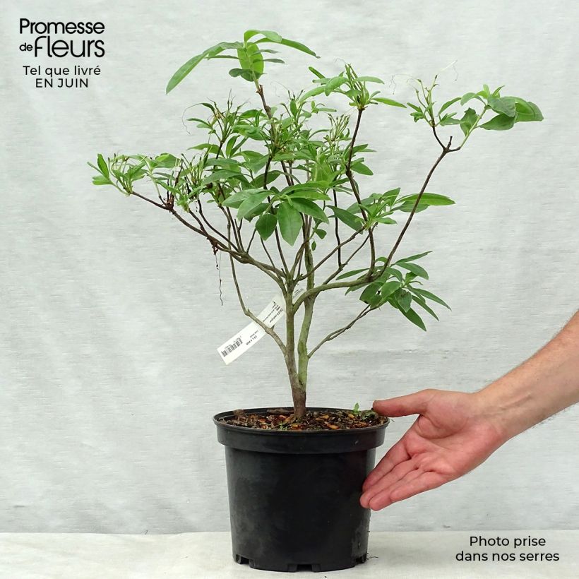 Exemplaar van Rhododendron occidentale Anneke - Azalea mollis Pot van 4 l/5 l zoals geleverd in de zomer