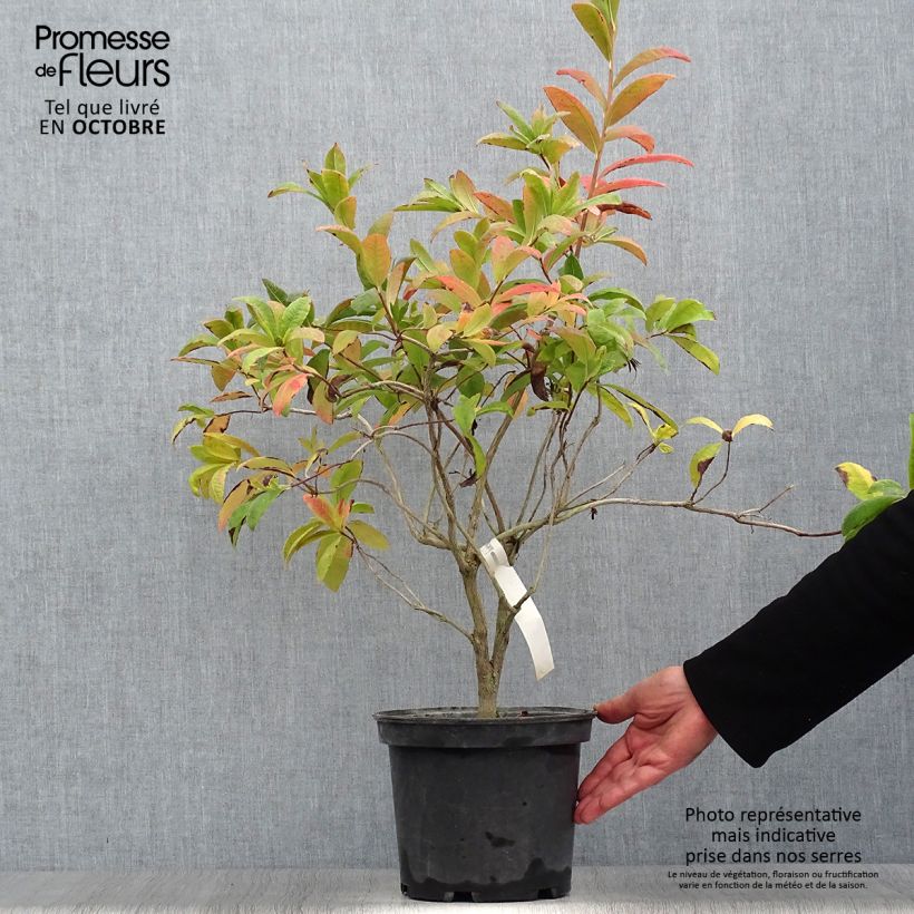 Exemplaar van Rhododendron occidentale Anneke - Azalea mollis Pot van 4 l/5 l zoals geleverd in de herfst