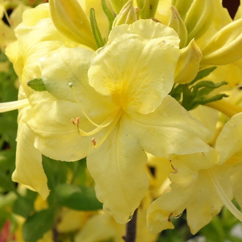 Rhododendron occidentale Anneke - Azalea mollis (Bloei)