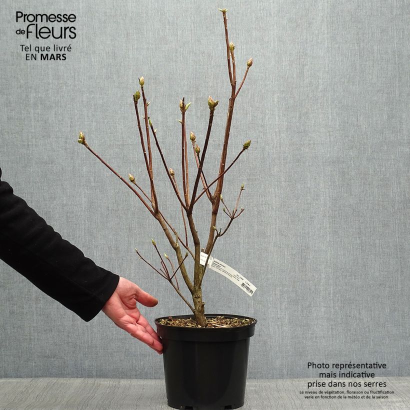 Exemplaar van Rhododendron knaphill Arneson Gem - Knaphill-azalea Pot van 4 l/5 l zoals geleverd in de lente