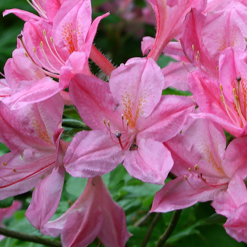 Rhododendron viscosum Rosata - Azalea mollis (Bloei)