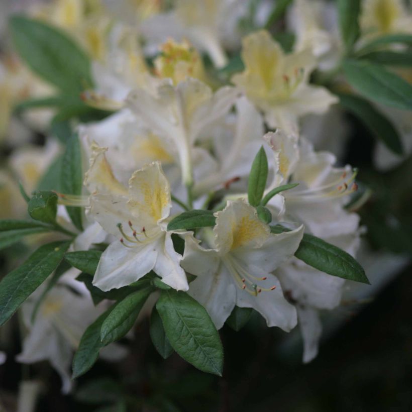 Rhododendron mollis Daviesii - Bladverliezende Azalea (Bloei)