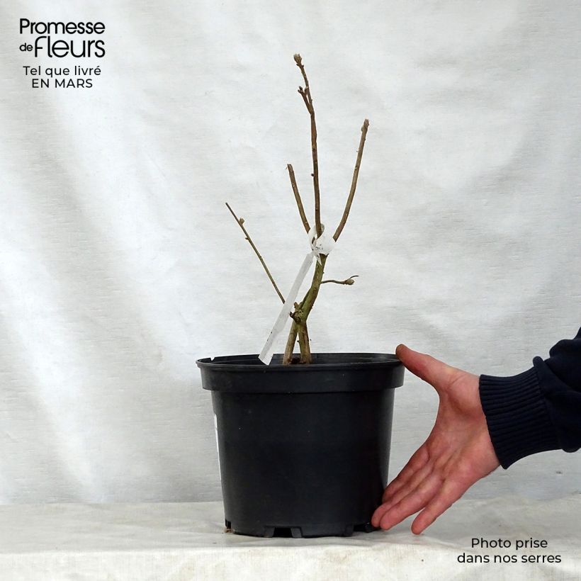 Exemplaar van Rhododendron mollis Daviesii - Bladverliezende Azalea Pot van 4 l/5 l zoals geleverd in de lente