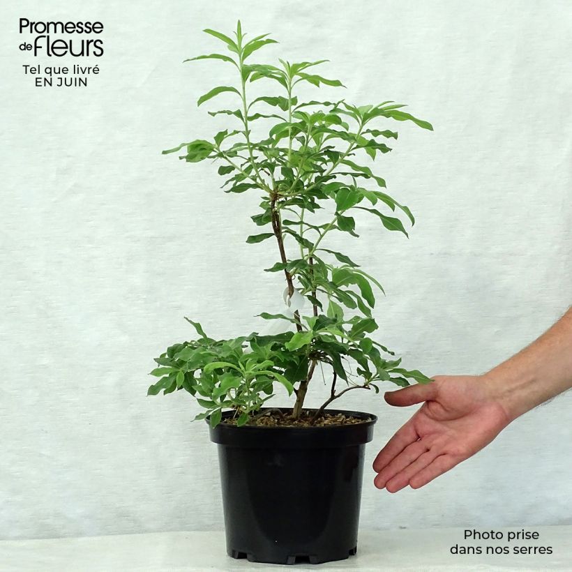Exemplaar van Rhododendron mollis Daviesii - Bladverliezende Azalea Pot van 4 l/5 l zoals geleverd in de zomer