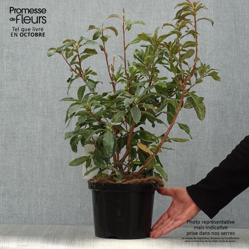 Exemplaar van Rhododendron mollis Daviesii - Bladverliezende Azalea Pot van 4 l/5 l zoals geleverd in de herfst