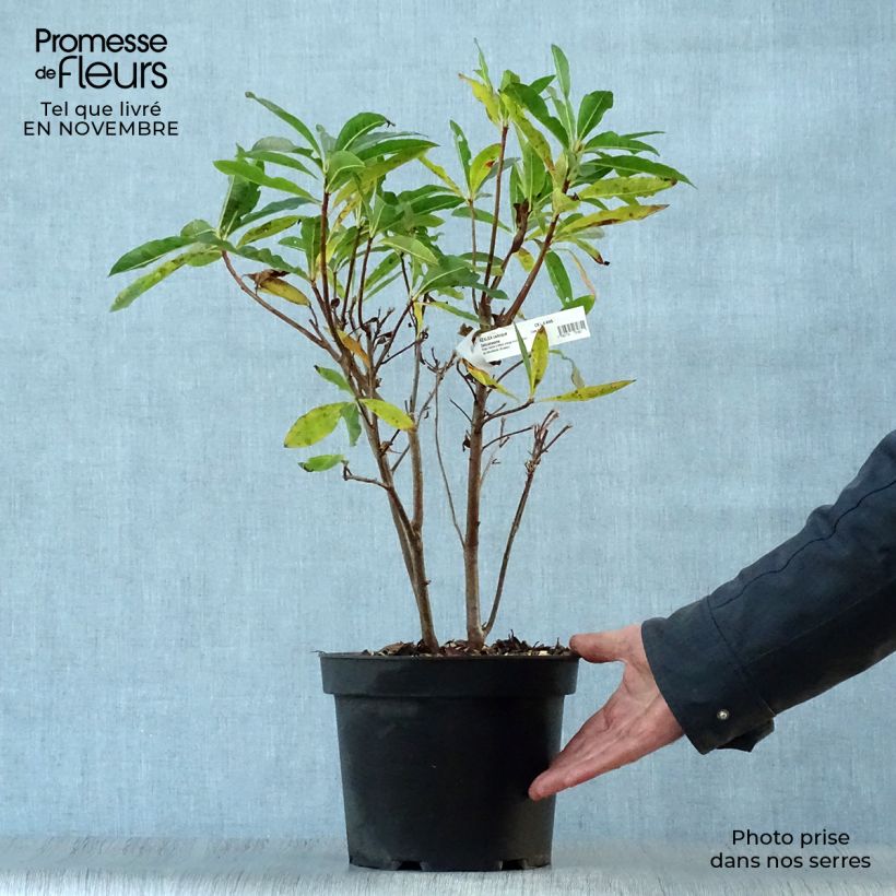 Exemplaar van Rhododendron occidentale Delicatissima - Azalea mollis Pot van 4 l/5 l zoals geleverd in de herfst