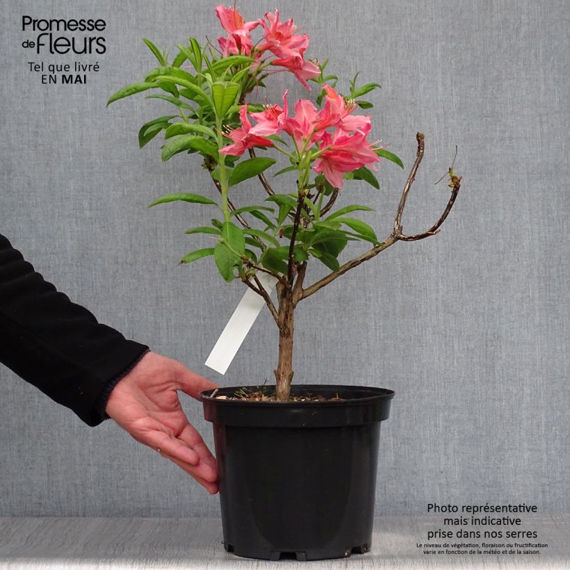 Exemplaar van Rhododendron mollis Demoiselles de Boutiguery Aurora - Bladverliezende Azalea Pot van 4 l/5 l zoals geleverd in de lente