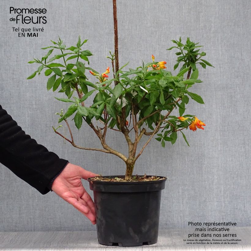 Exemplaar van Rhododendron mollis Demoiselles de Boutiguery Idylla - Bladverliezende Azalea Pot van 4 l/5 l zoals geleverd in de lente