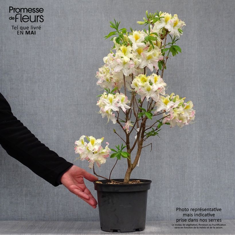 Exemplaar van Rhododendron mollis Demoiselles de Boutiguery Kassia - Bladverliezende Azalea Pot van 4 l/5 l zoals geleverd in de lente