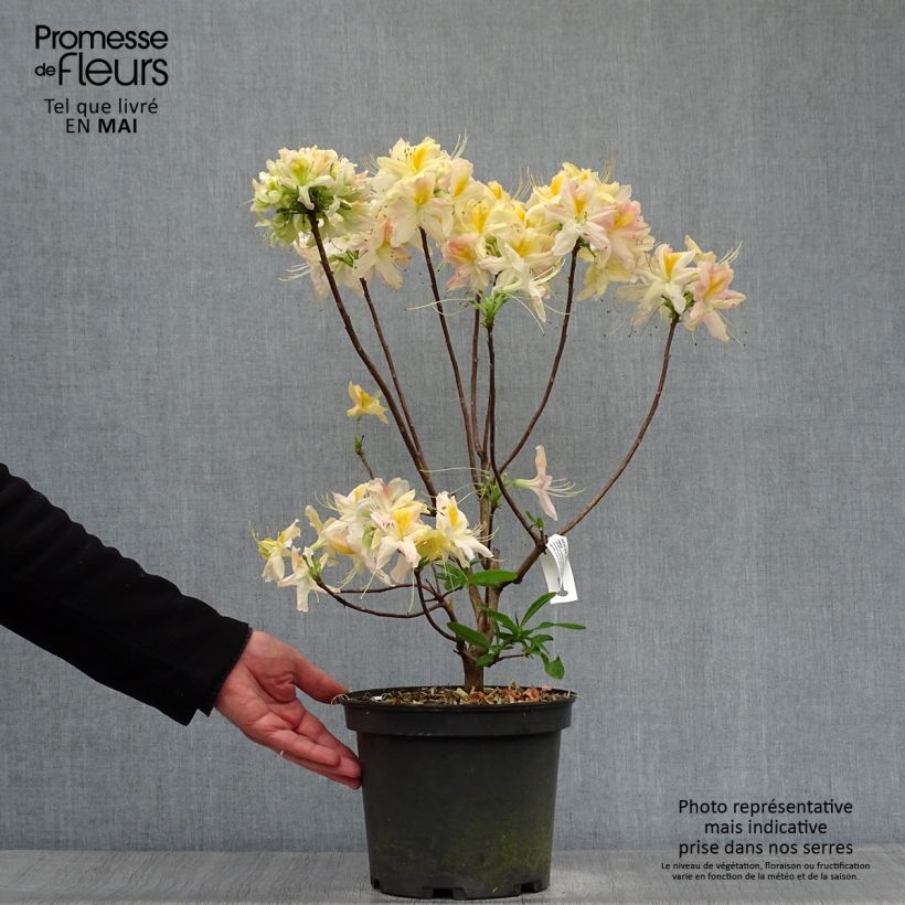 Exemplaar van Rhododendron mollis Demoiselles de Boutiguery Nella - Azalea mollis Pot van 4 l/5 l zoals geleverd in de lente