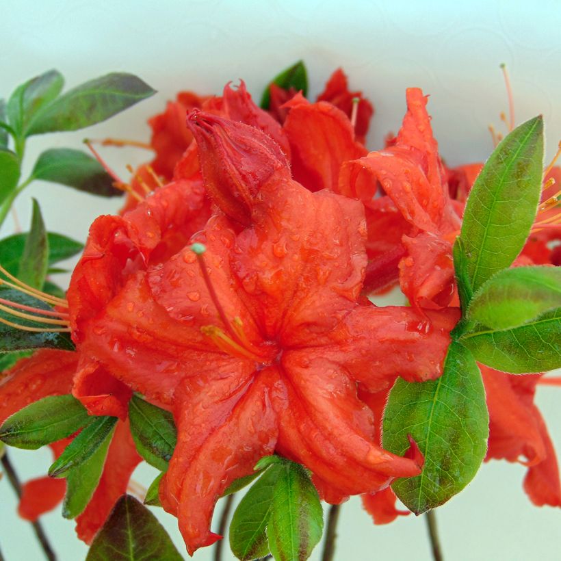 Rhododendron knaphill Fire Ball - Knaphill-azalea (Bloei)