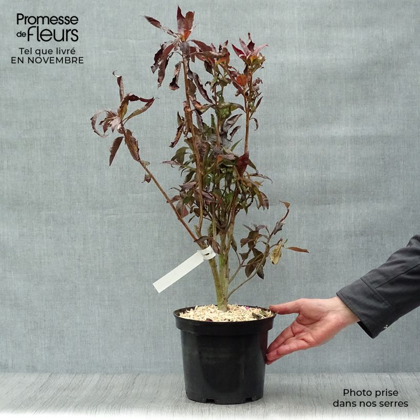 Exemplaar van Rhododendron knaphill Fire Ball - Knaphill-azalea Pot van 4 l/5 l zoals geleverd in de herfst