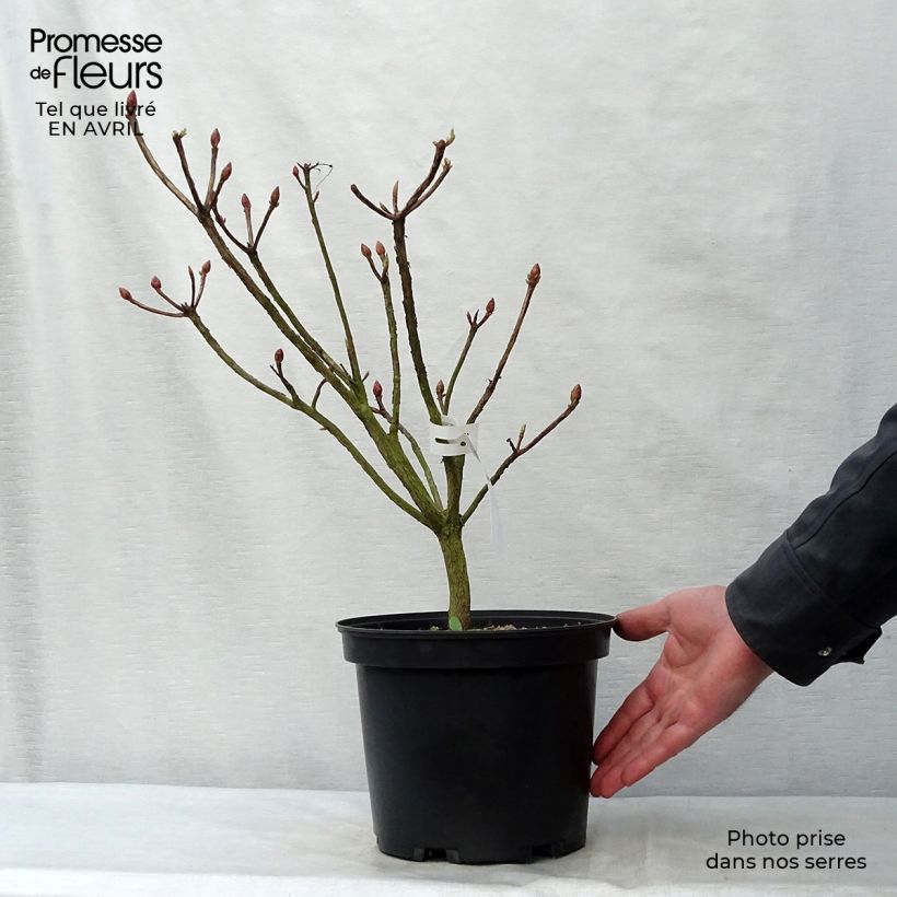 Exemplaar van Rhododendron knaphill Fire Ball - Knaphill-azalea Pot van 4 l/5 l zoals geleverd in de lente