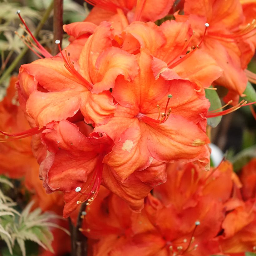 Rhododendron knaphill Fire Ball - Knaphill-azalea (Bloei)