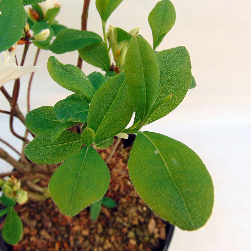 Rhododendron atlanticum Fragrant Star - Bladverliezende Azalea (Blad)