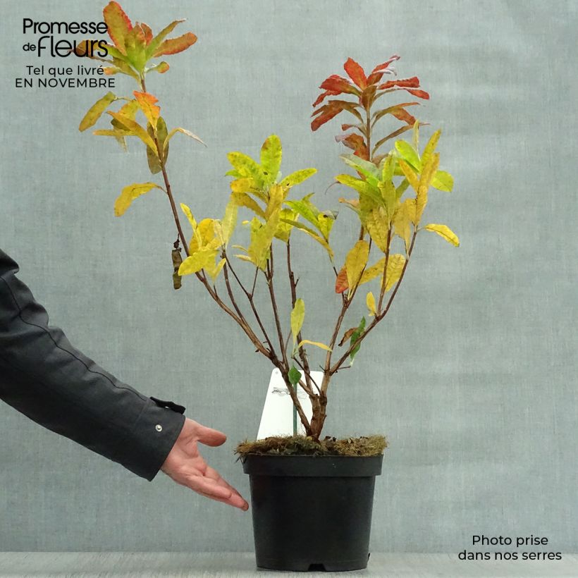 Exemplaar van Rhododendron mollis Harvest Moon - Azalea mollis Pot van 4 l/5 l zoals geleverd in de herfst