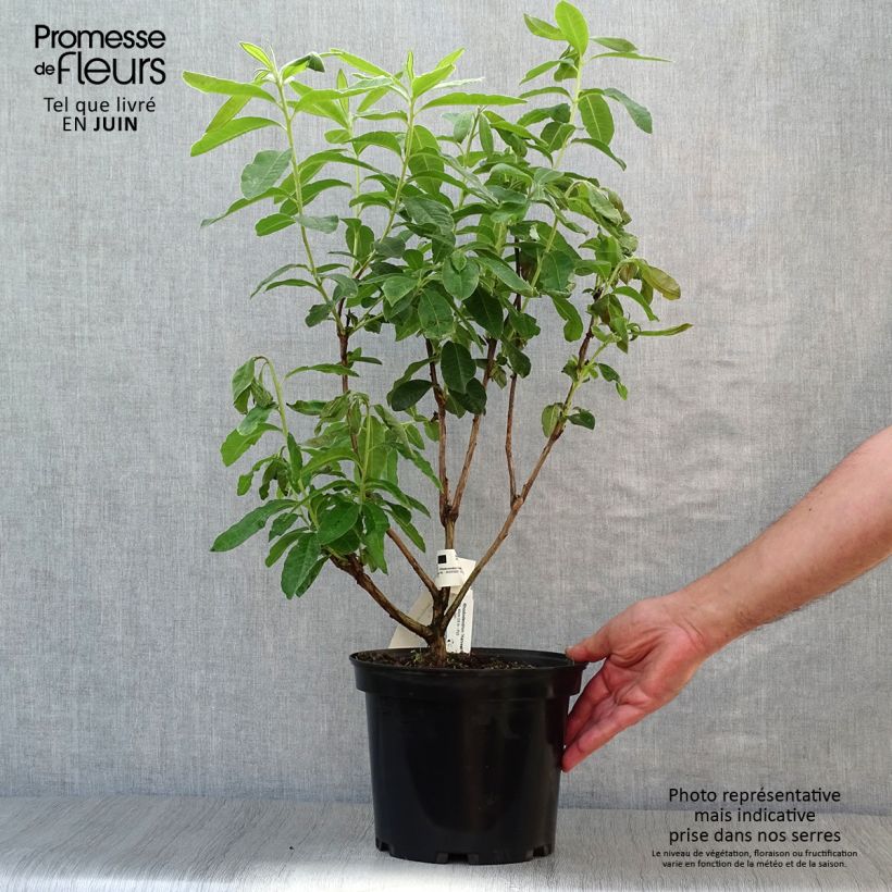 Exemplaar van Rhododendron mollis Harvest Moon - Azalea mollis Pot van 4 l/5 l zoals geleverd in de zomer