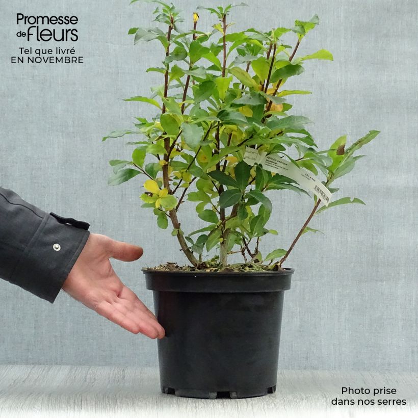 Exemplaar van Rhododendron knaphill Homebush - Azalea mollis Pot van 4 l/5 l zoals geleverd in de herfst